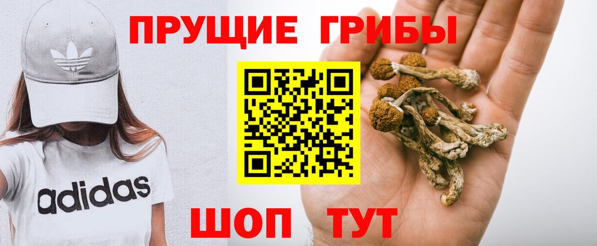 Курганинск  где купить   Вход с VPN  Псилоцибиновые грибы MAGIC MUSHROOMS  Псилоцибиновые грибы GOLDEN TEACHER 